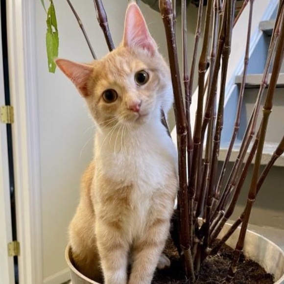 Posh Ambassador for Jane Iredale 🥰 - Picture 3 of 16